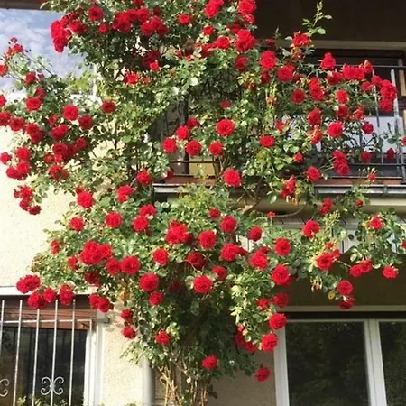 Ferienwohnung Daire *