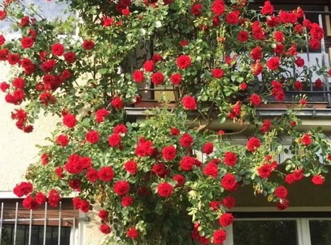 Ferienwohnung Appartement *